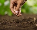 Sow a seed